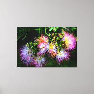 Mimosa Tree Blossoms Canvas Print
