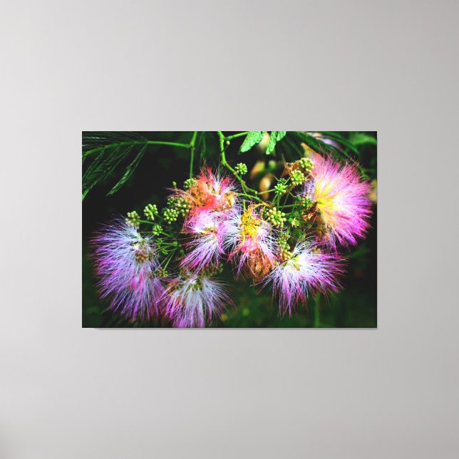 Mimosa Tree Blossoms Canvas Print (Front)