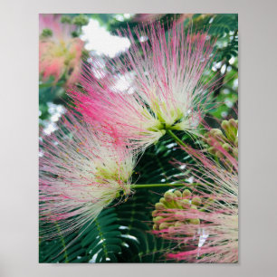 Mimosa Tree Flowers Poster