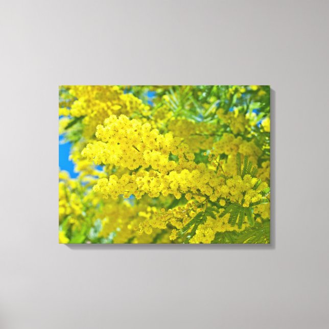 Mimosa Yellow Flower Floral Botanical Photography Canvas Print (Front)