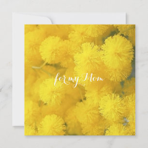 Mimosa. Yellow spring flowers.