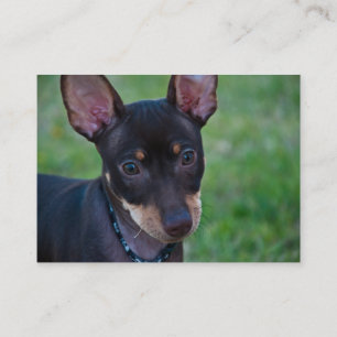 Min Pin business cards