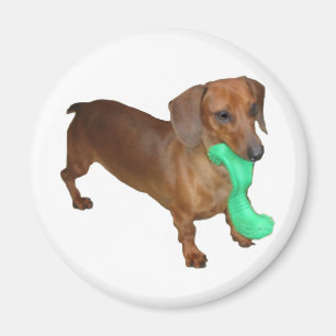 Minature Dachshund Magnet