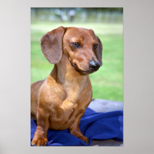 Minature Smooth Dachshund Poster