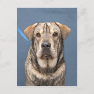 Mindy Postcard