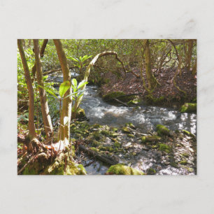 Mingus Creek at Smoky Mountains Postcard
