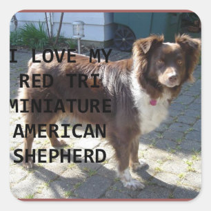 mini am shepherd red tri love with pic square sticker