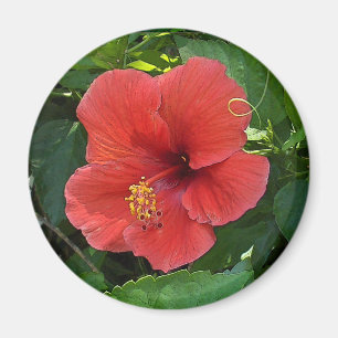 Mini Art Red Hibiscus Magnet