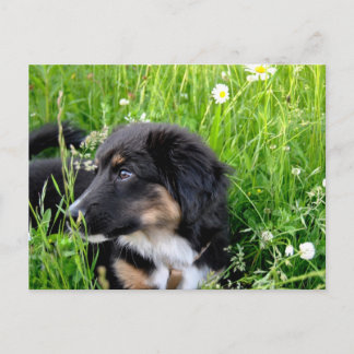 Mini Australian Shepherd Postkarte Postcard