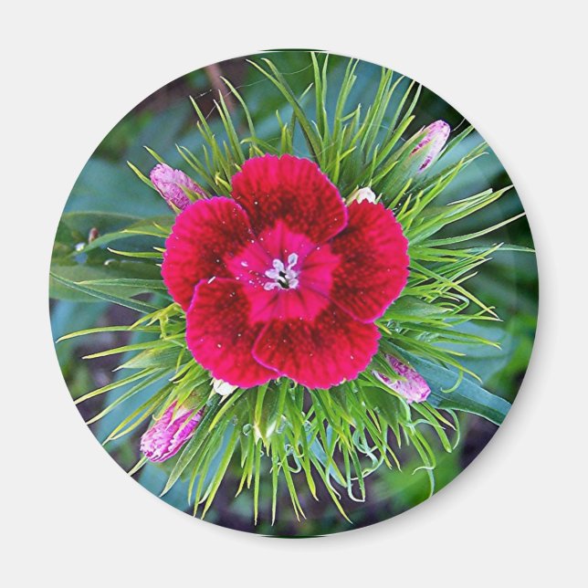 Mini Carnation Holiday Magnet (Front)