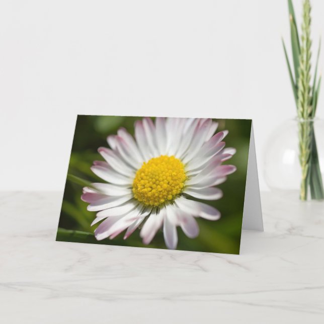 Mini Daisy Greetings Card (Front)
