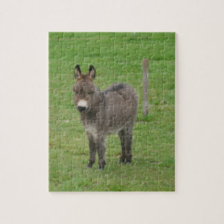 Mini donkey in a paddock. jigsaw puzzle