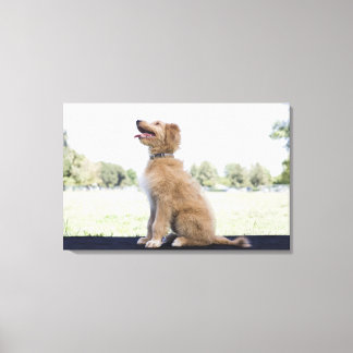 Mini golden doodle canvas print