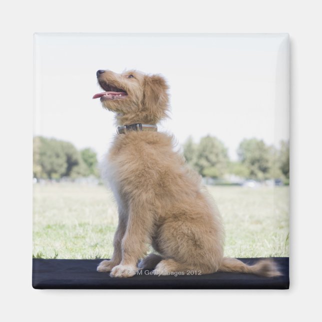 Mini golden doodle magnet (Front)