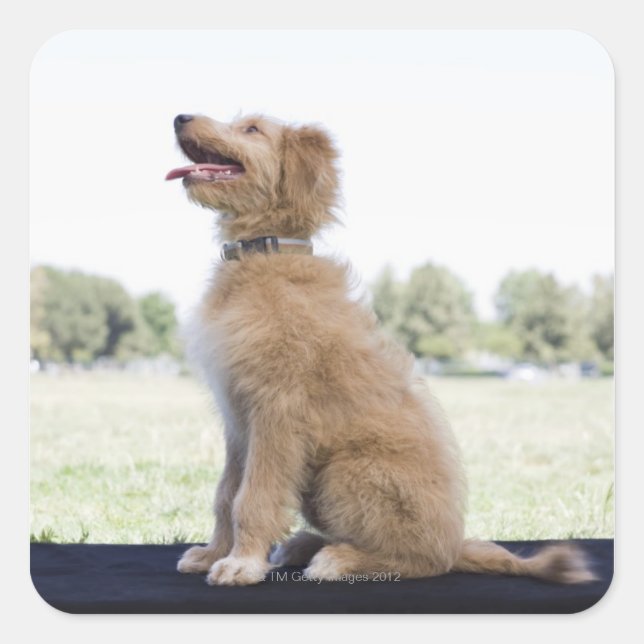 Mini golden doodle square sticker (Front)