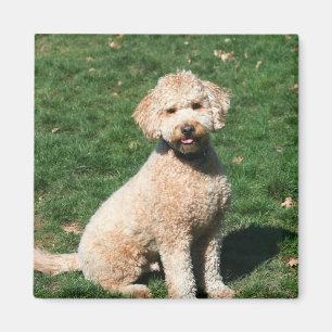 Mini Goldendoodle puppy magnet