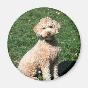 Mini Goldendoodle puppy magnet