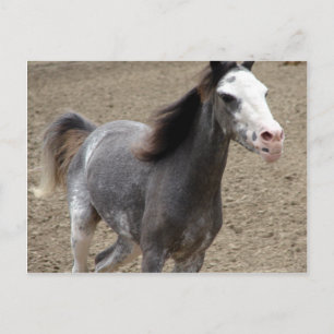 Mini Horse in Liberty Class at a Horse Show Postcard