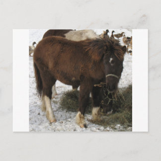 mini horse postcard