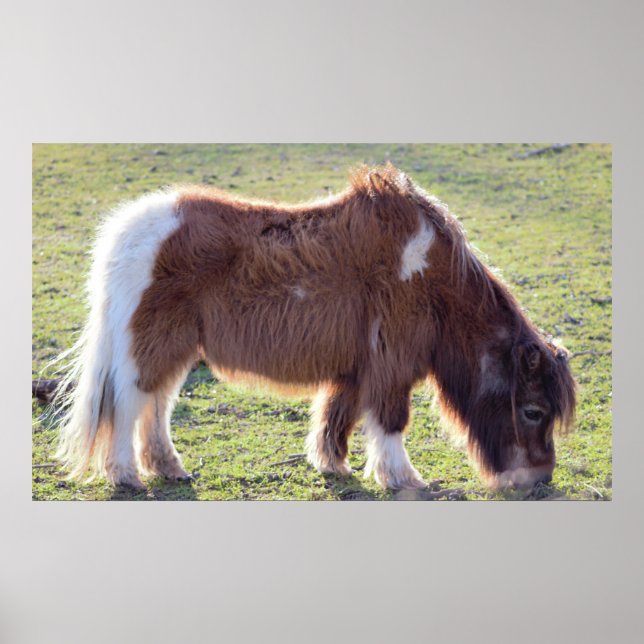 Mini Horse Poster (Front)