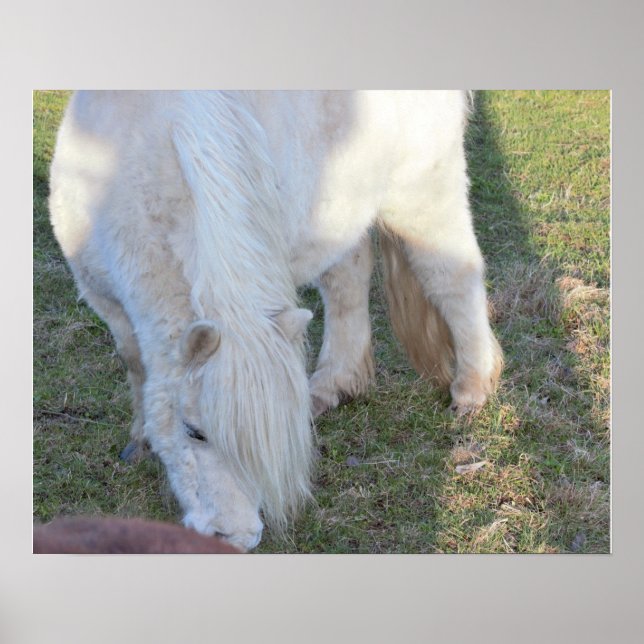 Mini Horse Poster (Front)