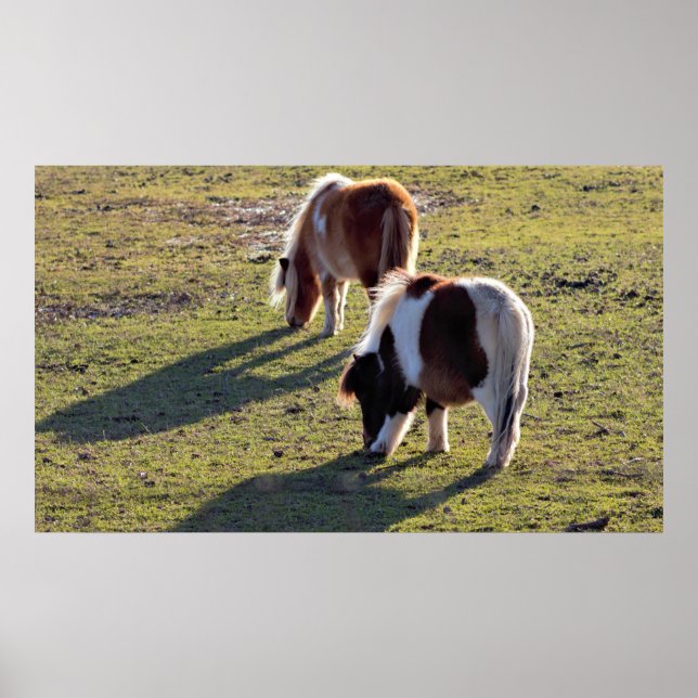 Mini Horses Poster (Front)