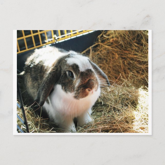 Mini Lop Pet Rabbit Postcard (Front)