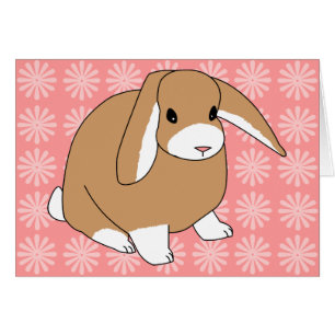 Mini Lop Rabbit