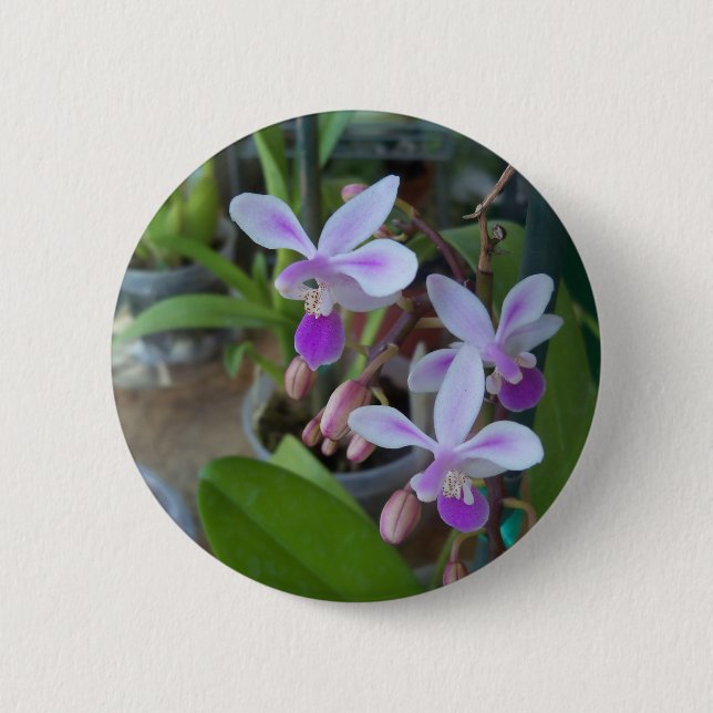mini Phal orchids 6 Cm Round Badge (Front)