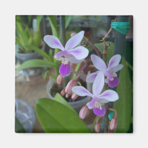 mini Phal orchids Magnet