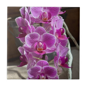Mini Phalaenopsis Sogo Vivien Purple Orchid Flower Tile