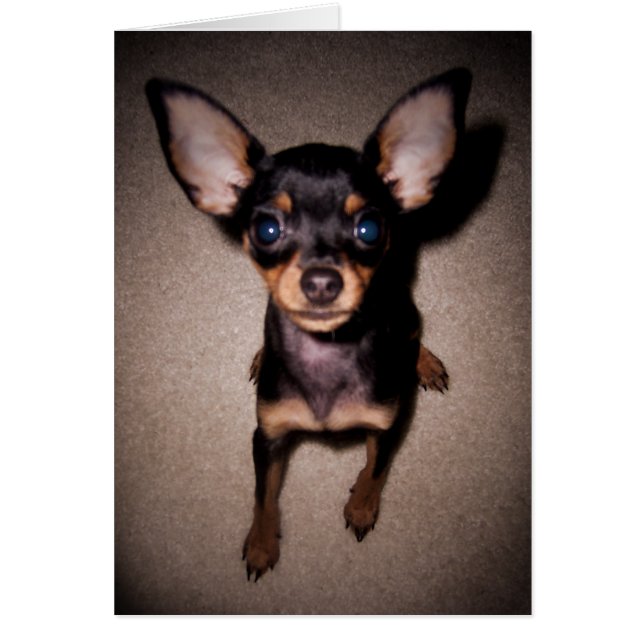 mini pinscher. (Front)