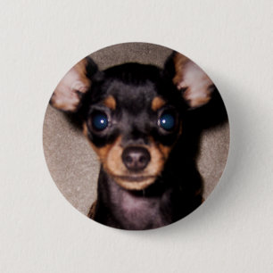 mini pinscher. 6 cm round badge