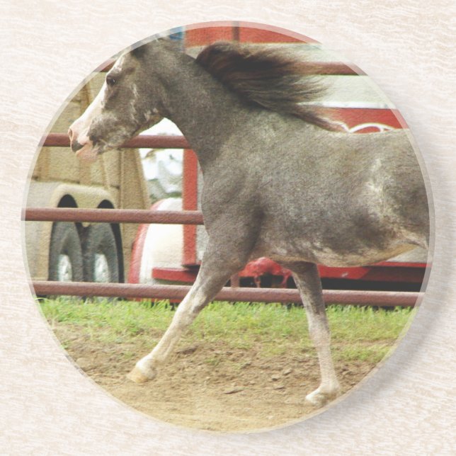Mini Pinto Horse Gallops Coaster (Front)