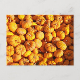 Mini Pumpkins Postcard