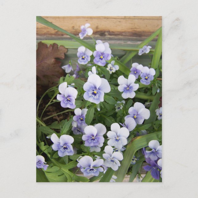 Mini Purple Violets Flowers Postcard (Front)