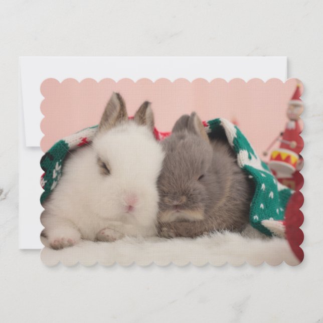 Mini rabbits (Front)