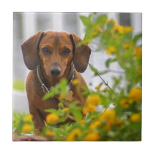 Mini Red Dachshund Tile