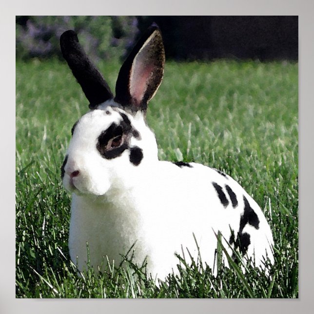 Mini Rex bunny poster (Front)