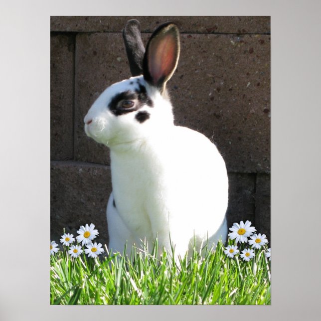 Mini rex with daisies poster (Front)