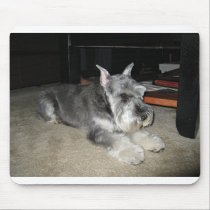 Mini_Schnauzer laying Mouse Pad