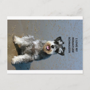 mini schnauzer-love w pic postcard
