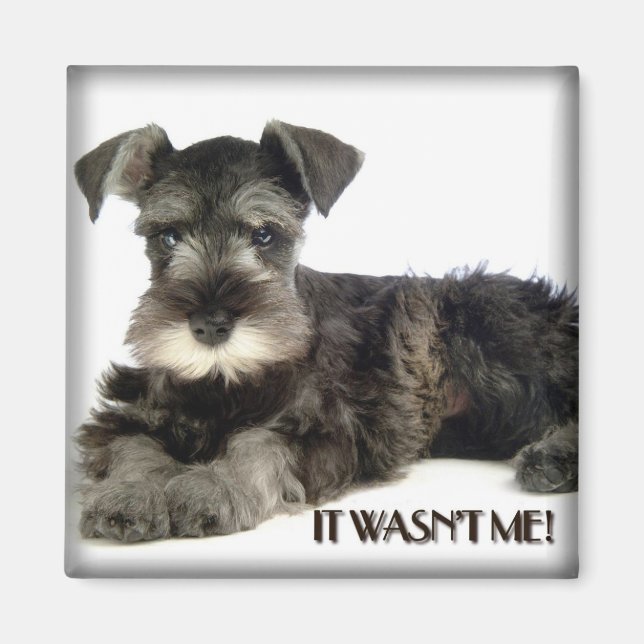 Mini Schnauzer Magnet (Front)