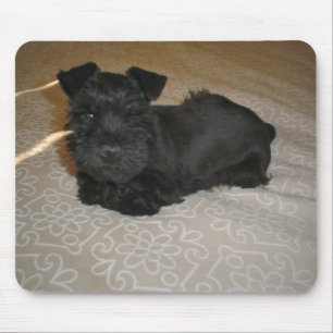 mini schnauzer puppy mouse pad