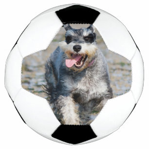 mini schnauzer-running soccer ball