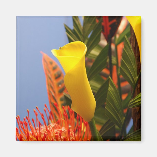 mini yellow calla lily magnet (Front)