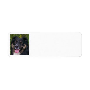 Miniature American Shepherd Black Tri