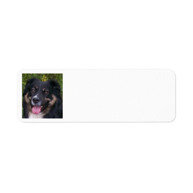 Miniature American Shepherd Black Tri (Front)
