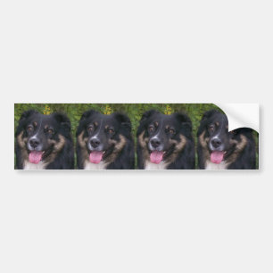 Miniature American Shepherd Black Tri Bumper Sticker