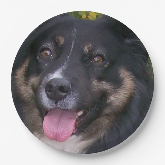 Miniature American Shepherd Black Tri Paper Plate (Front)
